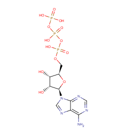 Adenosine Triphosphate